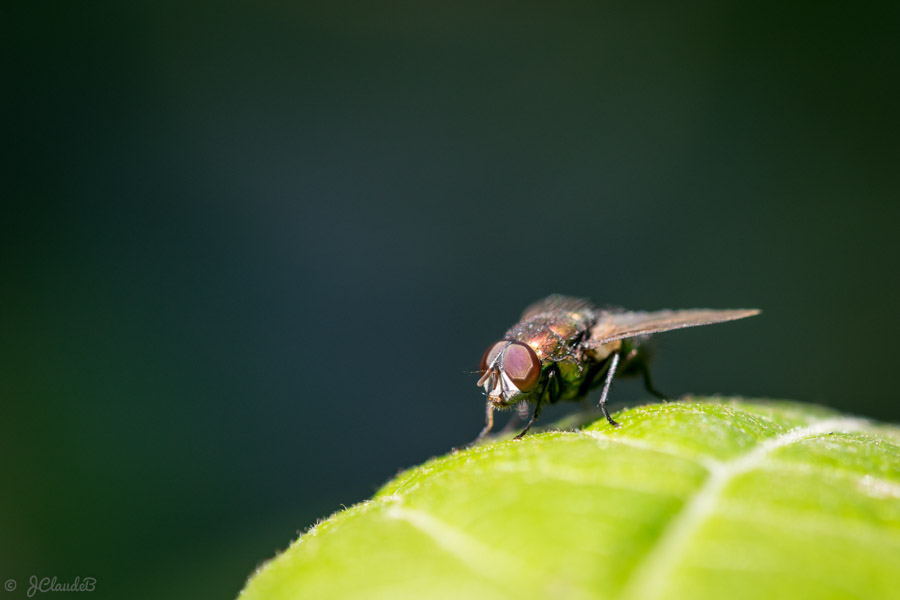 Une mouche posée sur une feuille. - Lac du Héron, 2014