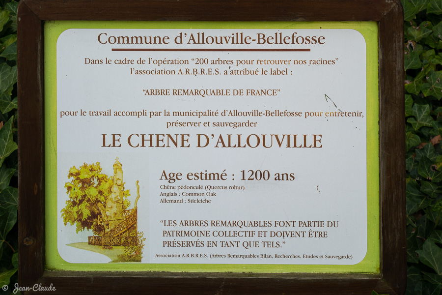 Informations sur le site : Le chêne d'Allouville, 2016