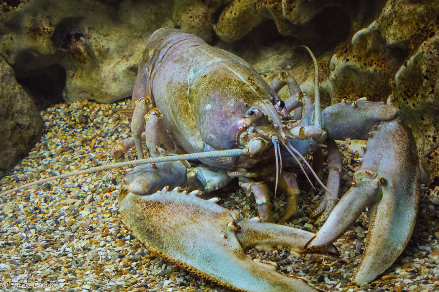 Homard européen (Homarus gammarus)