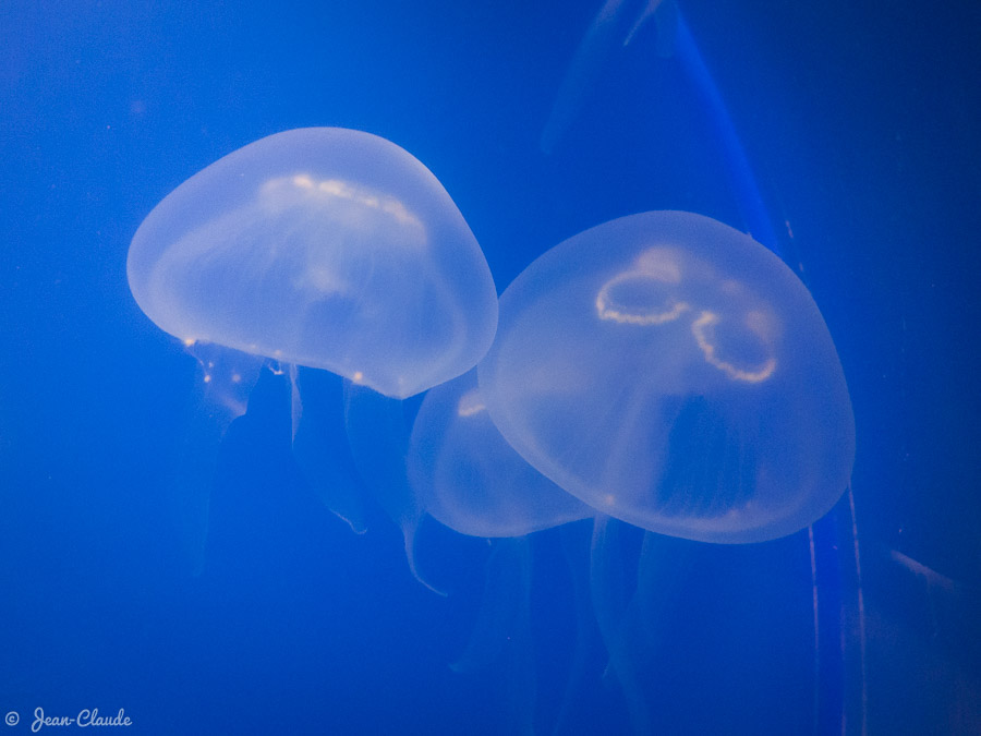 Méduses translucides en aquarium.