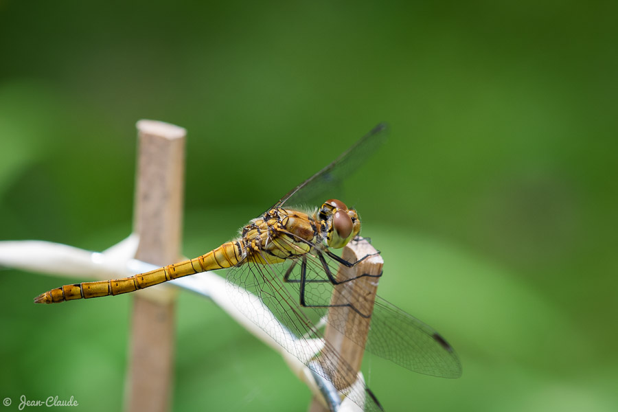 Insecte Odonate - Une libellule dans le jardin, 2016
