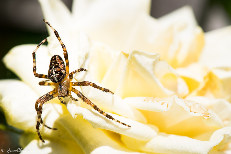 Arachnide - Une araignée sur une fleur jaune, 2016
