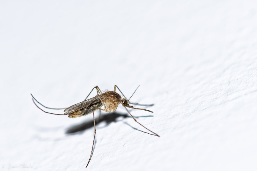 Insecte Diptère - Un moustique posé sur un mur blanc, 2016