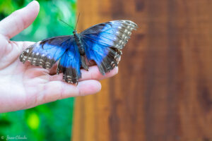 Comment photographier les papillons