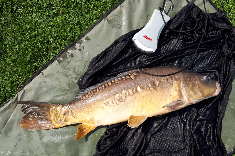 Carpe 5kg, 2018