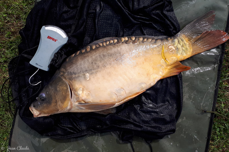Carpe de 5kg, 2018