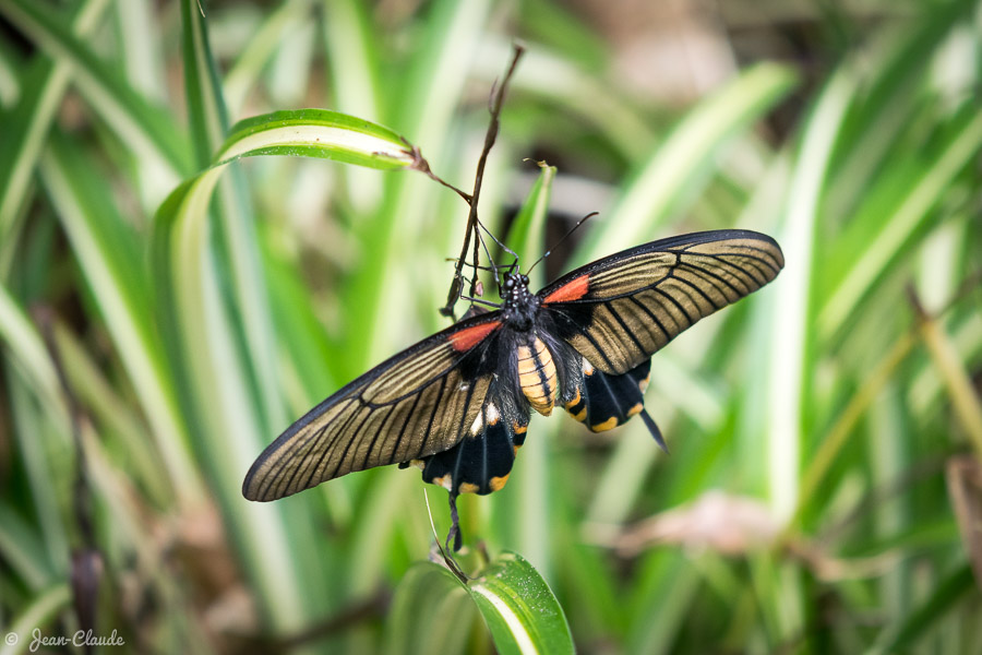 Le Grand Mormon (Papilio memnon)