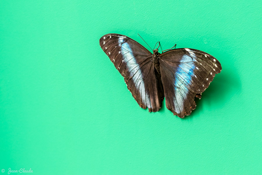 Papillon tropical posé sur une porte verte