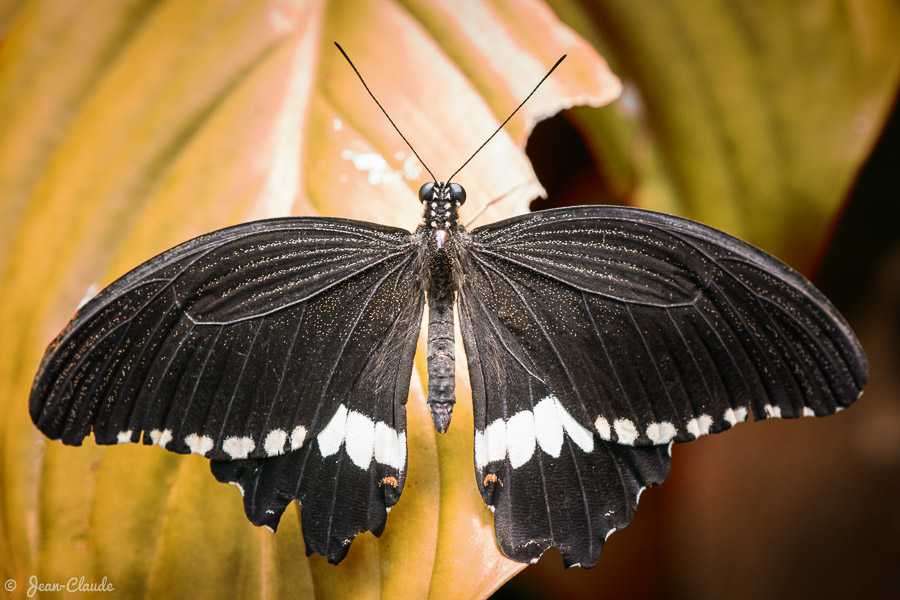 Papillon tropical noir vu de dessus posé sur une feuille - Île aux papillons, Noirmoutier.