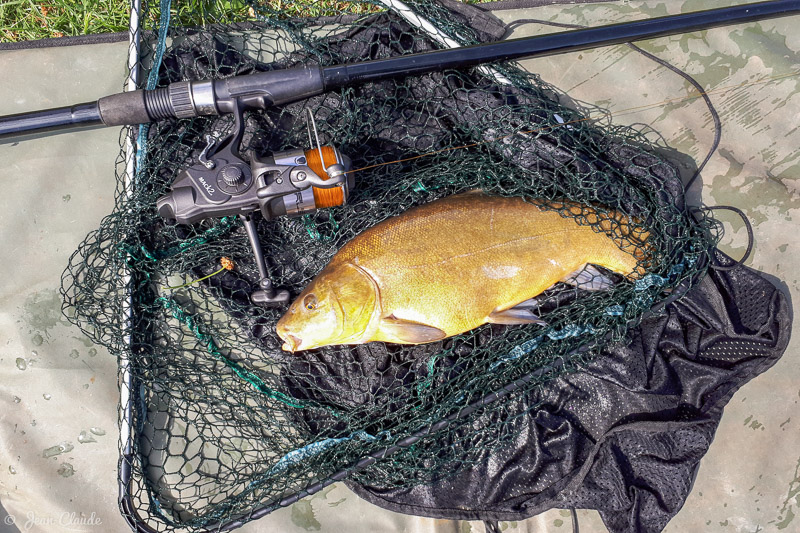 Tanche 1kg, 2018
