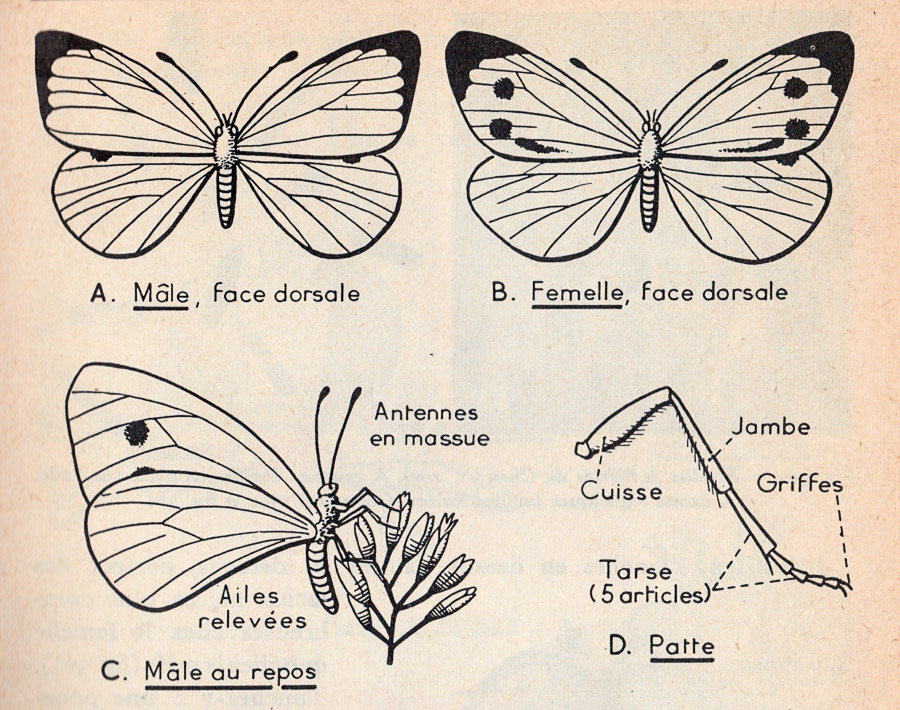 Piéridé. - Zoologie - Botanique - classe de 5ième - M.Oria 1955