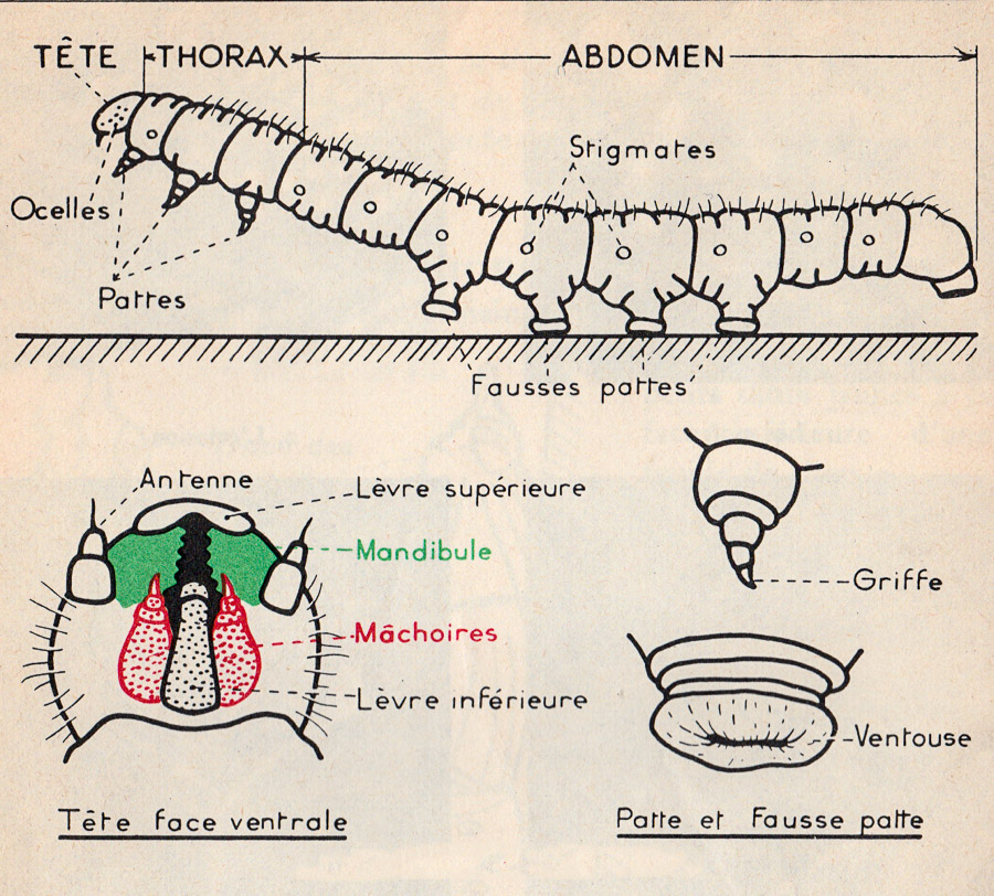 Etude de la chenille de papillon. - Zoologie - Botanique - classe de 5ième - M.Oria 1955