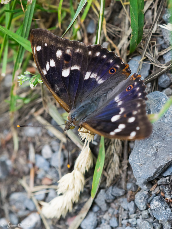 Un papillon posé au sol. - Forêt de Marchiennes (Nord), 2019