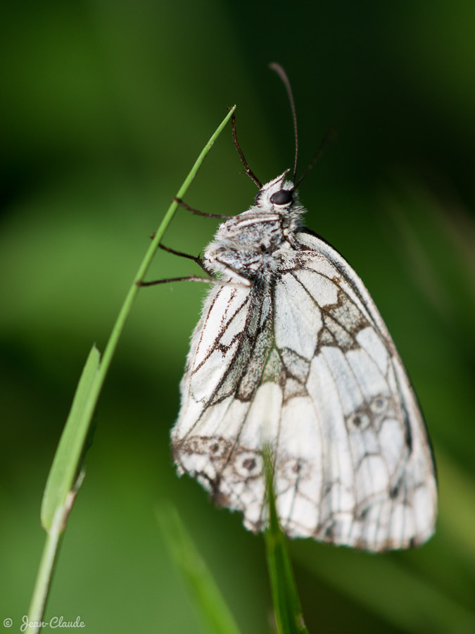 Exemple d’une photographie de papillon pour laquelle le profil de l’insecte n’est pas parallèle à celui du capteur. Une partie de l’aile est floutée, un simple basculement vers le bas aurait permis de réussir la photo.