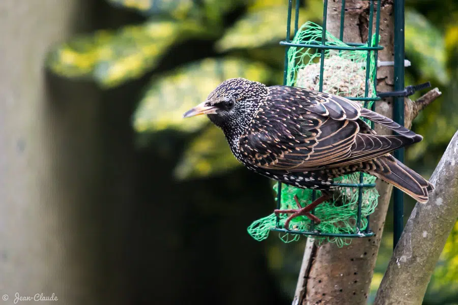Oiseau Passeriforme - Etourneau sansonnet au jardin l'hiver, 2019