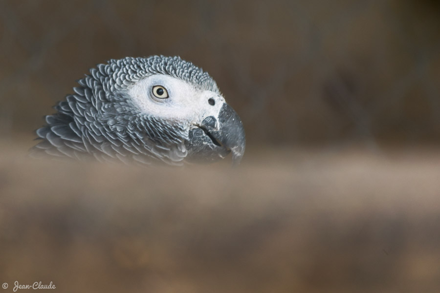 Oiseau Psittaciforme - Perroquet gris du Gabon, 2019