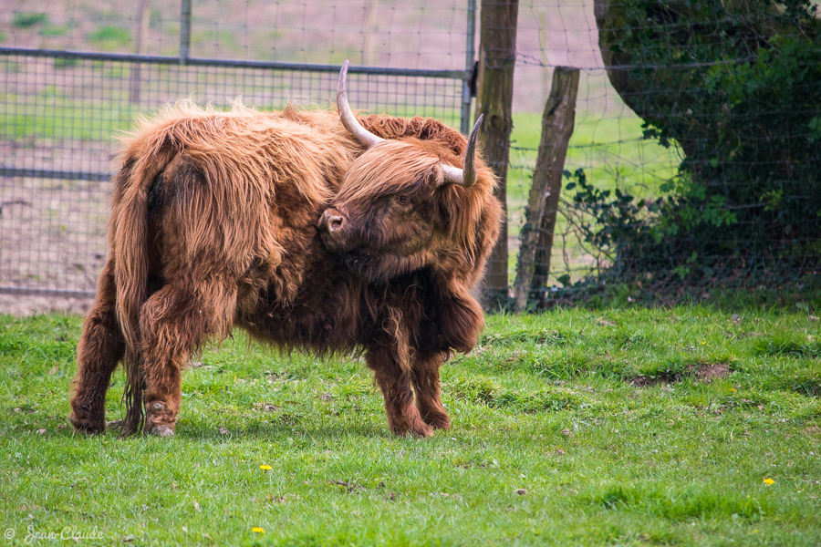Mammifère Ruminant - Une vache des highlands, 2019