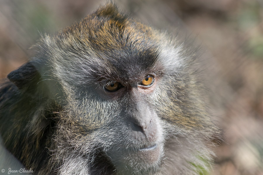 Mammifère primate - Portrait d'un macaque crabier, 2019