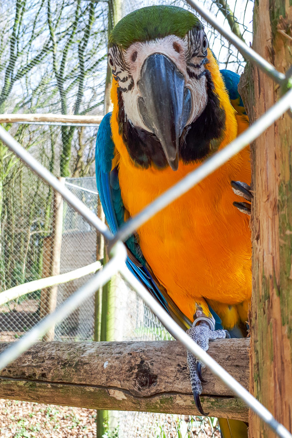 Oiseau Psittaciforme - Ara bleu dans sa cage, 2019