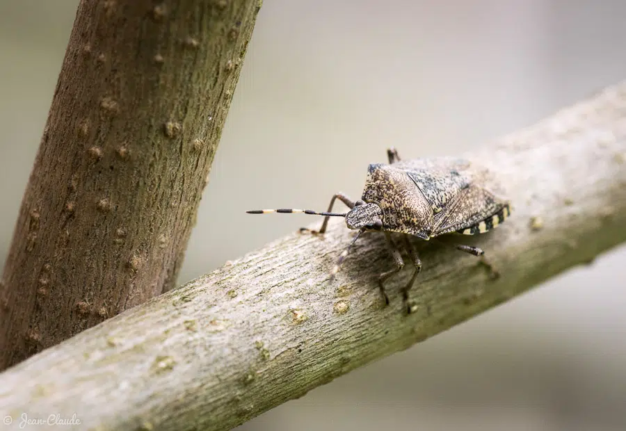 Insecte hétéroptère - Punaise (Rhaphigaster nebulosa) au jardin, 2019