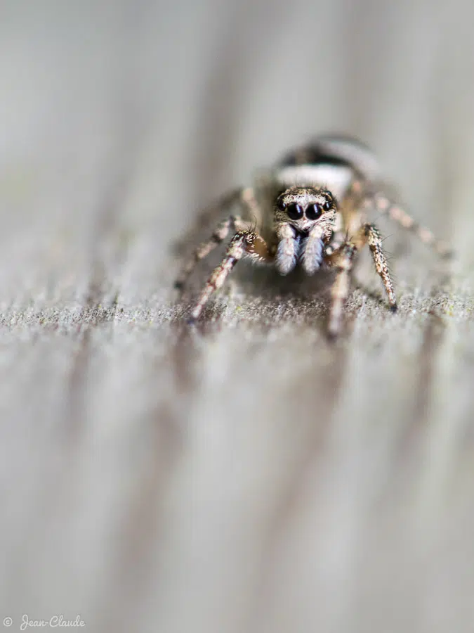 Arachnide - Araignée chasseuse - Xysticus, 2019