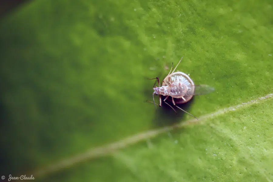 Insecte monté sur ventouse, 2019
