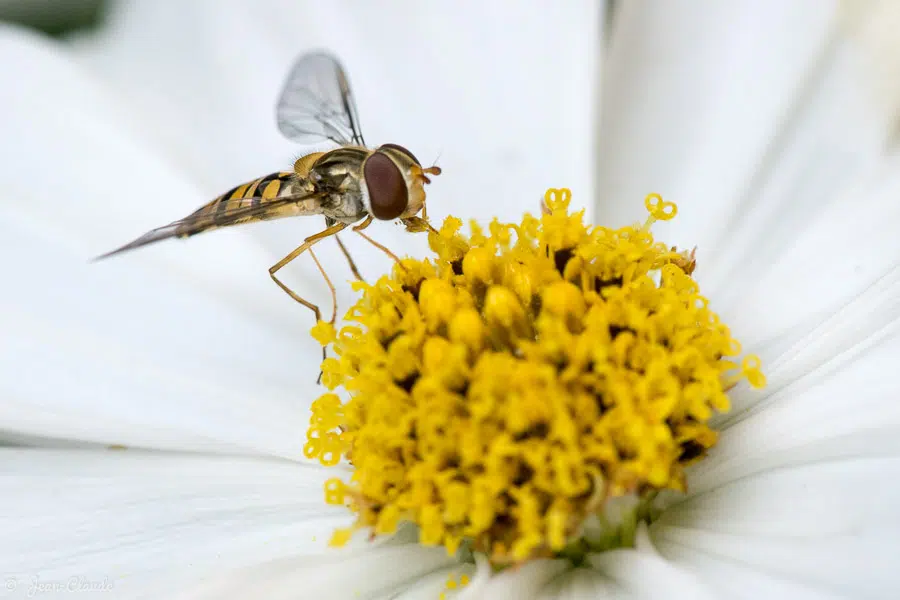 Insecte Diptère - Syrphe du jardin, 2019
