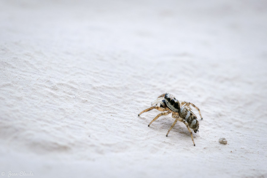 Arachnide - une minuscule araignée sur le muret du jardin, 2019