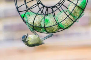 Oiseau Passeriforme - La Mésange bleue, 2019