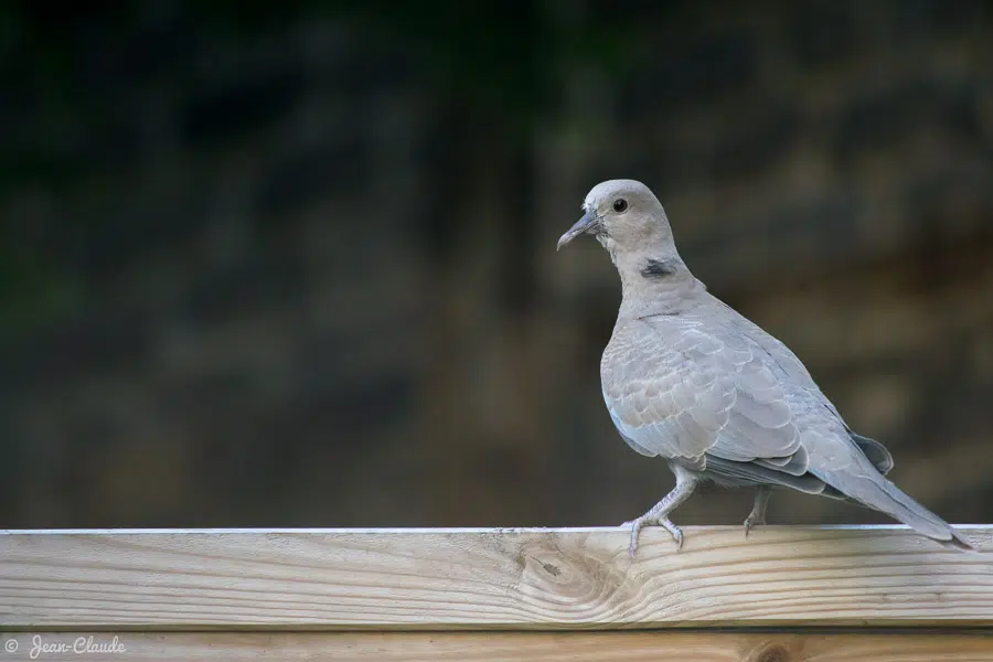 Oiseau Columbiforme - la Tourterelle turque, 2019