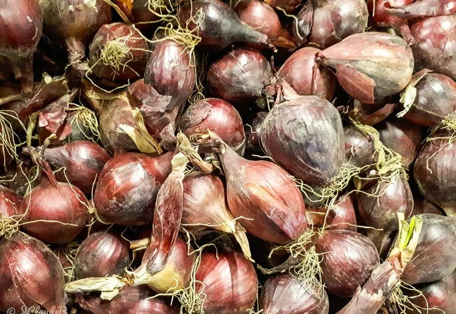 Les oignons rouges sont des cultivars à la peau rouge violacé et à la chair blanche teintée de rouge.
