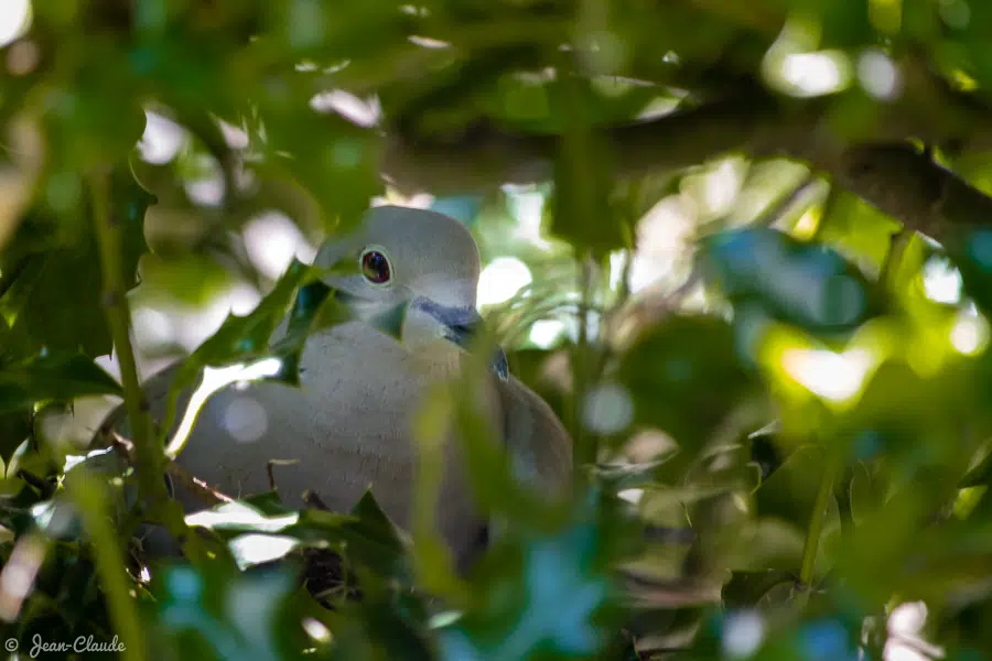 Oiseau Columbiforme - Le couple de tourterelles fait un nid avec des brindilles grossièrement entassées, 2020