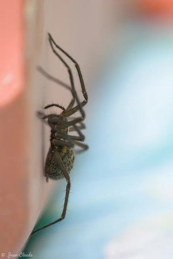 Arachnide - Araignée au jardin, 2020