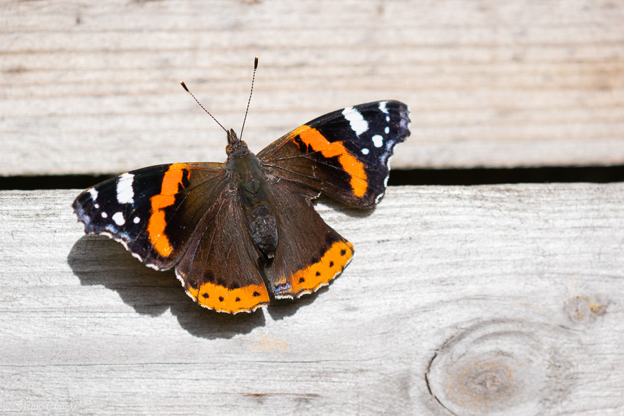 Insecte Lépidoptère - Un papillon posé sur une palissade en bois, 2020