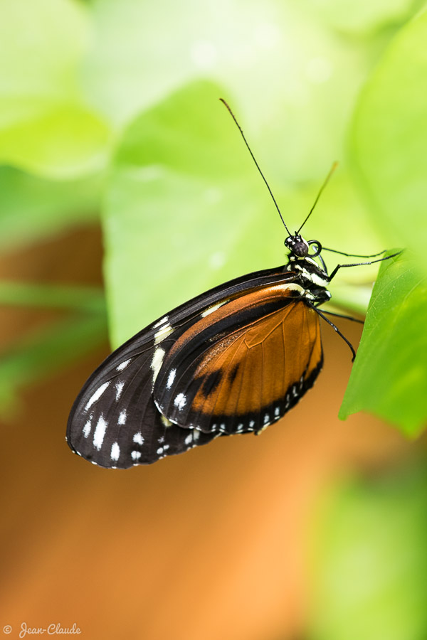 Un papillon tropical photographié de côté à l’île aux papillons de Noirmoutier, 2018 NIKON D5300 - ISO 500 - focal 85 mm - f/6.3 - 1/80 s