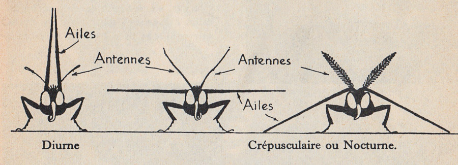 Papillon au repos. - Zoologie - Botanique - classe de 5ième - M.Oria 1955