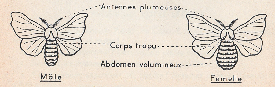 Le bombyx - Mâle et Femelle. - Zoologie - Botanique - classe de 5ième - M.Oria 1955