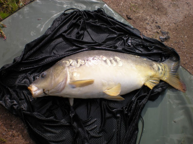 carpe de 5,5 kg