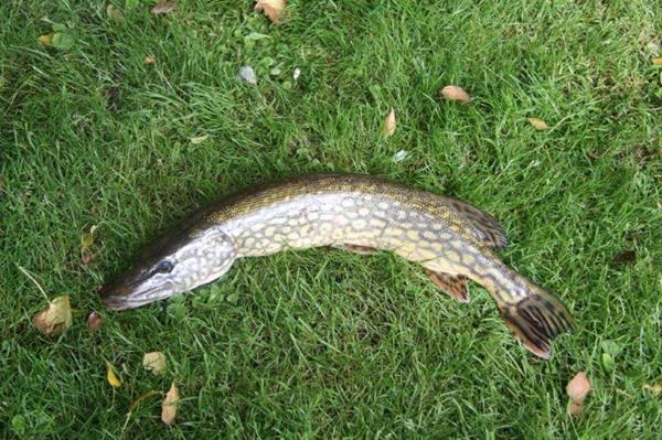 brochet de 3,5 kg (77 cm) - photo APW