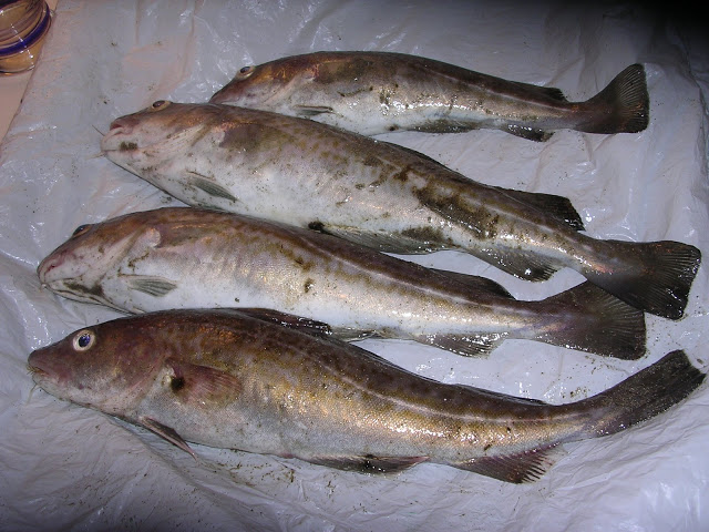 4 merlans