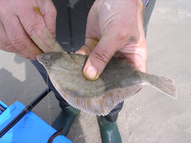 Poisson plat