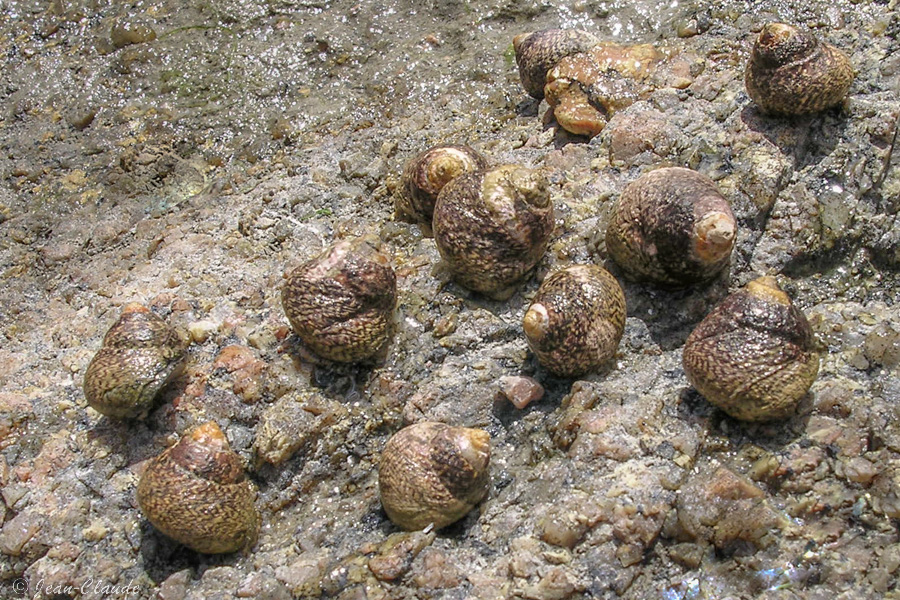 Bigorneaux sur un rocher à Ploumanac'h