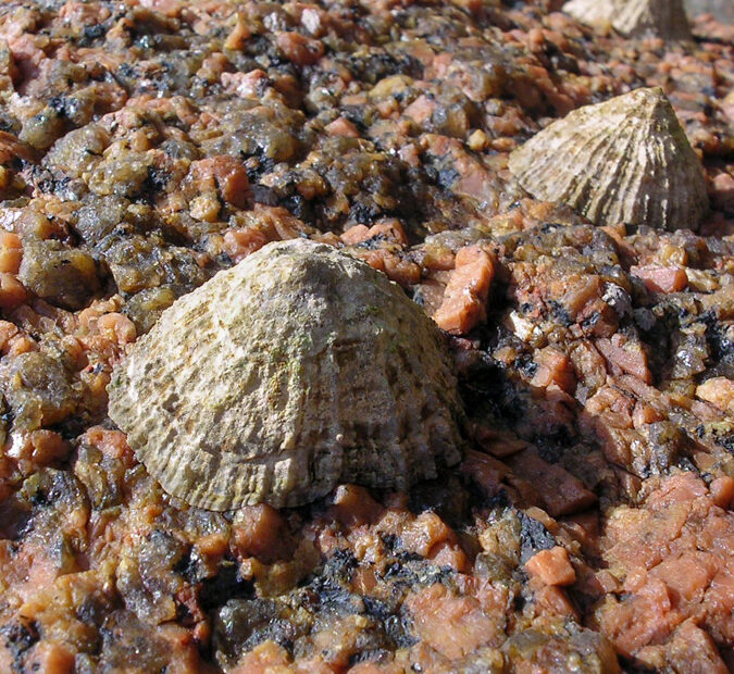 Patelles fixées aux roches de la Côte de Granit Rose à Ploumanach