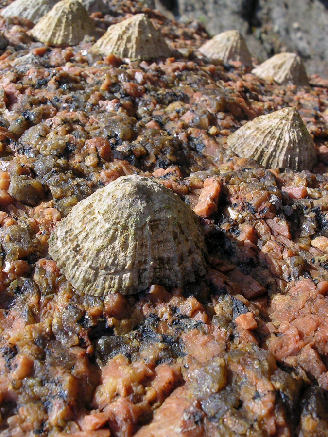 Patelles fixées aux roches de la Côte de Granit Rose à Ploumanach