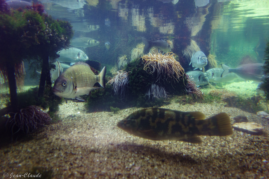 Bassin d'accueil à l'aquarium de Trégastel