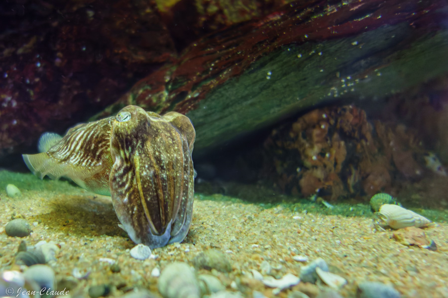 La seiche - Aquarium de Trégastel, 2020