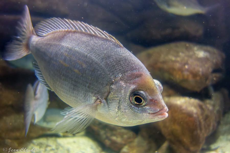 Dorade grise - aquarium de trégastel, 2020