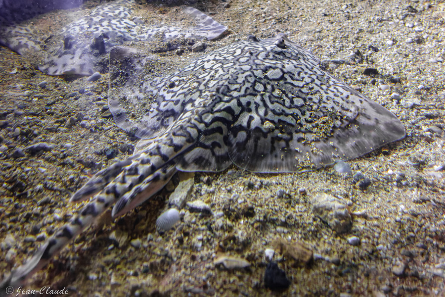 Raie bouclée à l'aquarium de Trégastel, 2020