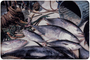 Retour de pêche au thon, Port-Vendres 1987