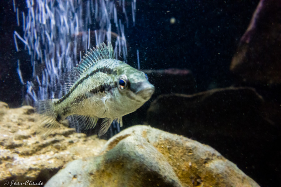 Le crénilabre Mélops, Aquarium d'Arcachon, 2017